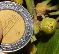 Pouteria campechiana