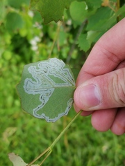 Phyllocnistis labyrinthella