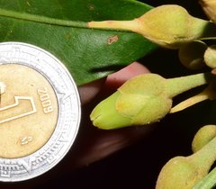 Pouteria campechiana