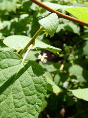 Actinidiaceae