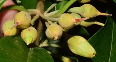 Pouteria campechiana