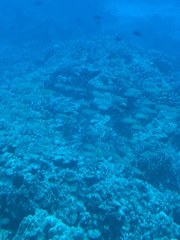 Mulloidichthys vanicolensis