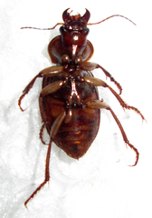 Boeomimetes ephippium