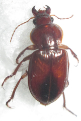 Boeomimetes ephippium