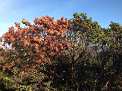 Arctostaphylos pallida