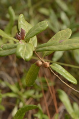 Quercus pumila