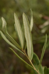Quercus pumila