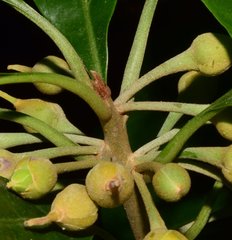 Pouteria campechiana