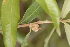 Quercus pumila