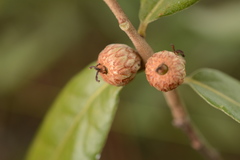 Quercus pumila