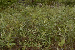 Quercus pumila