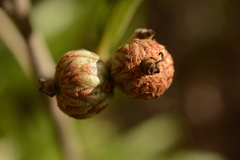 Quercus pumila