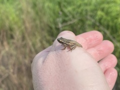 Pseudacris clarkii