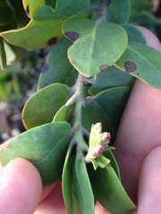 Arctostaphylos pallida