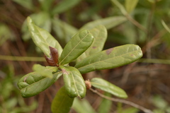 Quercus pumila