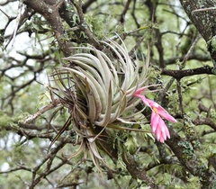 Tillandsia recurvifolia