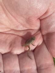 Pseudacris clarkii