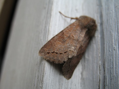 Orthosia revicta