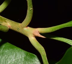 Pouteria campechiana