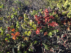 Arctostaphylos pallida