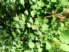 Actinidiaceae