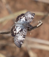 Chiomara asychis autander