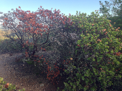 Arctostaphylos pallida