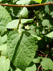 Actinidiaceae