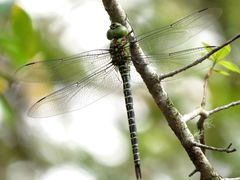 Coryphaeschna ingens