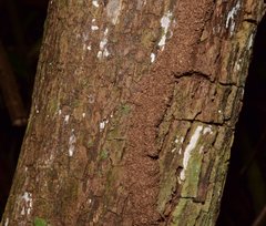 Pouteria campechiana