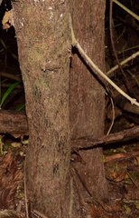 Pouteria campechiana