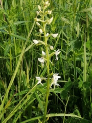 Platanthera