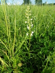 Platanthera