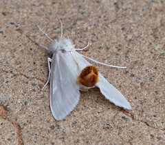 Rupela albinella