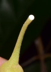 Pouteria campechiana