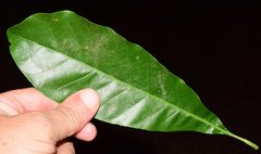 Pouteria campechiana