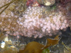 Ectopleura crocea