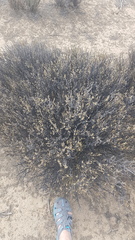 Eriocephalus eximius