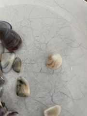 Mollusca