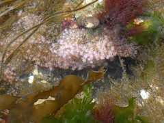 Ectopleura crocea