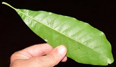 Pouteria campechiana