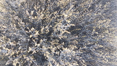Eriocephalus eximius