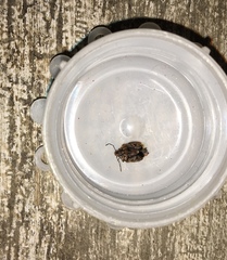 Holcogaster fibulata