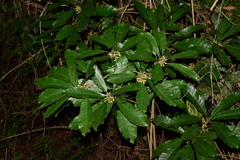 Pouteria campechiana