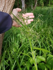 Scirpus sylvaticus