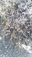 Eriocephalus eximius