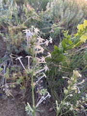 Ipomopsis aggregata candida