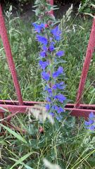 Echium vulgare