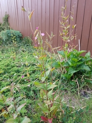 Epilobium