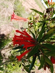 Bouvardia ternifolia